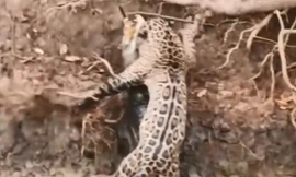 Báo phi thân xuống nước, tóm gọn cá sấu