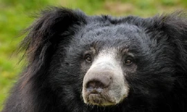 Chuyện rùng rợn về gấu ăn thịt người vùng Mysore