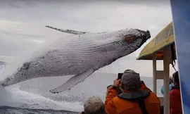 Cá voi lưng gù khổng lồ nhảy lên khỏi mặt nước.