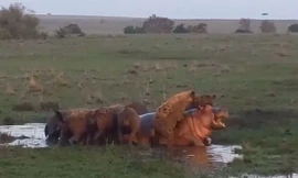 Bầy linh cẩu giết hà mã.