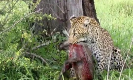 Báo gấm tóm gọn lợn rừng non 