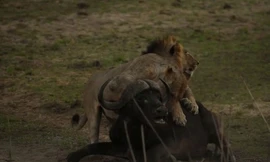 Sư tử giết chết trâu rừng.