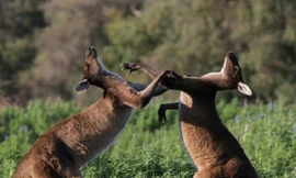 Giai thoại về nguồn gốc cái tên “kangaroo” của loài chuột túi