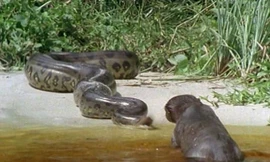 Cuộc chiến sinh tử giữa báo đen và trăn khổng lồ