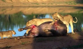 VIDEO: Đàn sư tử hợp sức hạ gục trâu rừng