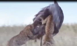 VIDEO: Kịch tính cảnh báo săn truy sát đà điểu