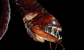 5 loài sinh vật ở đáy biển có thể khiến bạn gặp ác mộng khi gặp chúng