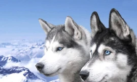 Những đặc điểm thú vị của giống chó Husky