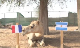 Lạc đà Shaheen dự đoán Pháp sẽ hạ gục Argentina.