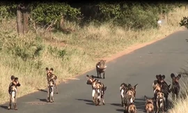 VIDEO: Đàn chó hoang bất lực trước sự dũng mãnh của lợn rừng