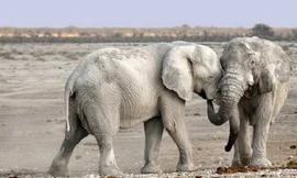 Những loài động vật phát ra tiếng kêu lớn nhất Trái Đất