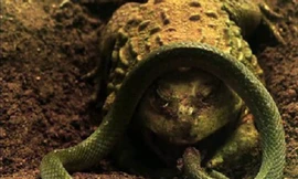 Pha thoát chết thần kỳ khỏi miệng ếch của rắn nước