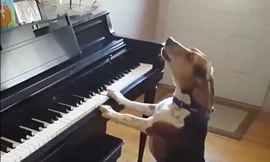 Độc đáo chú chó 'đàn hát' như ca sĩ chuyên nghiệp