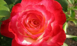 Khám phá những giống hoa hồng đẹp nhất thế giới