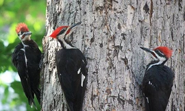 Chim gõ kiến mổ vào gỗ.