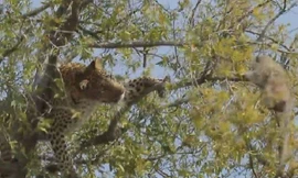 Sai lầm chết người của báo hoa mai khi trèo cây săn khỉ