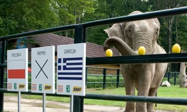 Voi Citta dự đoán các trận đấu bằng cách chọn trái cây.