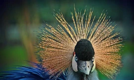 Top 10 loài động vật chỉ có thể tìm thấy ở Châu Phi 