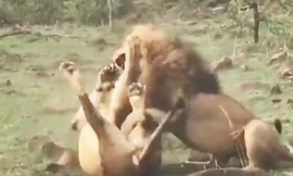 VIDEO: Màn giao đấu ác liệt giữa 2 con sư tử đực