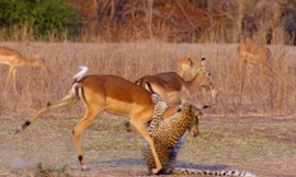 Bị báo hoa mai bắt, linh dương vẫn thoát chết thần kỳ