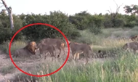 Sư tử cái hợp sức bảo vệ con non