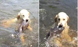 Chú chó trổ tài bắt cá trê siêu đẳng nhưng lại để hụt đáng tiếc