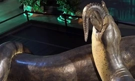 Loài trăn khổng lồ thời cổ đại có thể to lớn đến mức nào?