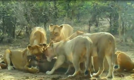 Ẩn nấp trong hang, lợn rừng vẫn bị đàn sư tử xơi tái