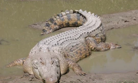 'Tận mục' 10 loài bò sát có trọng lượng lớn nhất thế giới