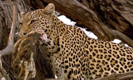 Báo hoa mai giết cú con.