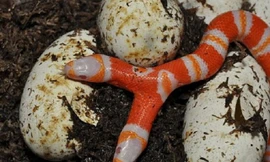 Kỳ lạ rắn bạch tạng hai đầu cực hiếm