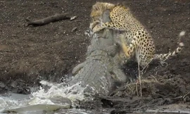 Cá sấu lao từ dưới sông lên đoạt mạng cá sấu.