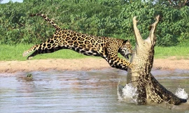 Cận cảnh màn săn cá sấu của báo gấm