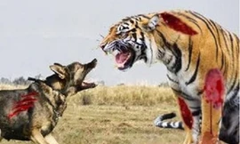 Cái kết thê thảm của chú chó dám chọc tức chúa sơn lâm