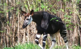 Top 10 loài động vật chỉ có thể tìm thấy ở Châu Phi