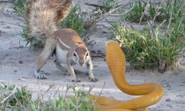 Sốc trước cảnh sóc đất tấn công khiến rắn hổ mang bỏ chạy