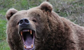 Hai con gấu nâu vừa gặp nhau đã lao vào ẩu đả kinh hoàng