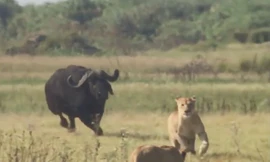 VIDEO: Trâu rừng đuổi sư tử chạy ‘té khói’