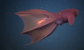 Mực ma cà rồng từ địa ngục.