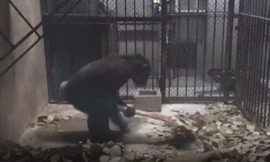 Lạ kỳ, chú tinh tinh biết tự dọn vệ sinh chuồng