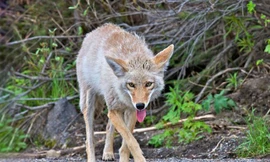 Cận cảnh màn săn vịt trời của chó hoang Bắc Mỹ 