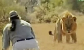 VIDEO: Người đàn ông ‘trêu ngươi’ sư tử và cái kết bất ngờ