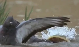 Clip: Bồ câu xấu số bị cá trê dài 2,5m nuối chửng trong nháy mắt