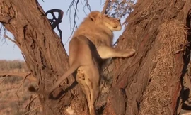 VIDEO: Sư tử trèo cây truy sát báo hoa mai