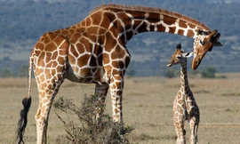 11 sự thật bất ngờ và thú vị về hươu cao cổ