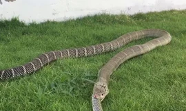 Rắn hổ mang chúa ăn thịt đồng loại