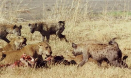 Bầy linh cẩu tấn công sư tử.
