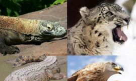 Top 9 loài động vật săn mồi đáng sợ nhất thế giới tự nhiên