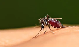 Cận cảnh muỗi hút máu đến nỗi no bể bụng 