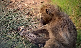 Khỉ đầu chó vô tình giết báo hoa mai con.